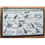 ID card Common Ferns of the Northeast common_ferns_of_the_east_and_midwest_front_side