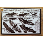 ID Card Hawks, Eagles, and Vultures of the Northeast hawks_eagles__vultures_-_northeast_and_midwest_front